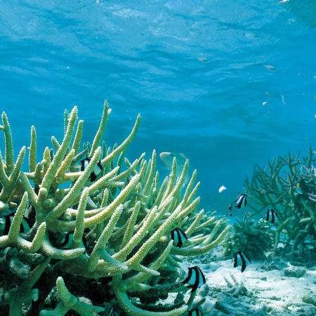 科学家揭秘,人类灭绝后,章鱼会成为地球新主宰吗? 科学家揭秘,人类灭绝后,章鱼会成为地球新主宰吗?