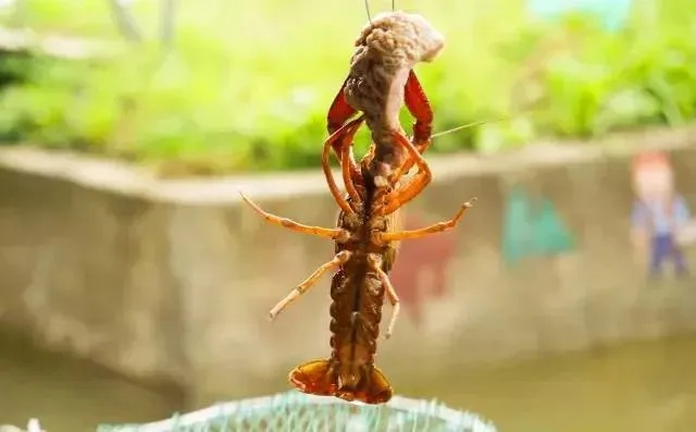 2026年绝密钓虾实战手册，从新手到高手的7个颠覆性技巧