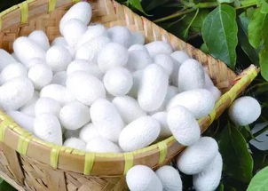 养蚕类型底层逻辑，别在普通蚕种上浪费时间