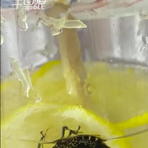 女生蜜雪冰城喝出虫子反被诬告,食品安全举证责任倒置的5个实战技巧 女生蜜雪冰城喝出虫子反被诬告,食品安全举证责任倒置的5个实战技巧