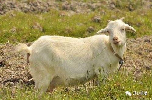 羊了个羊第二关总过不去？2026年3月实测最新通关规律与道具策略