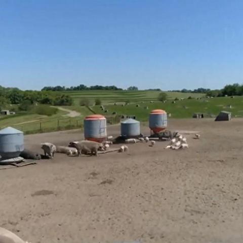 红色沙漠游戏玩法大揭秘！可自建家园种地养猪体验别样乐趣