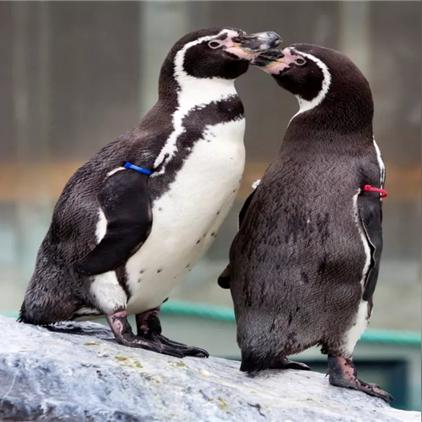 还在找永恒岛信天翁？这份2026高效farm指南让你3小时毕业