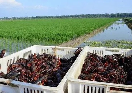 揭秘!零基础开启养龙虾之旅究竟得花多少成本?有人因OpenClaw失控重掏万元 揭秘!零基础开启养龙虾之旅究竟得花多少成本?有人因OpenClaw失控重掏万元