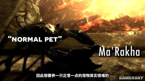 上古卷轴5图文攻略,2026骨灰级玩家三神循环与潜行弓终极Build揭秘 上古卷轴5图文攻略,2026骨灰级玩家三神循环与潜行弓终极Build揭秘