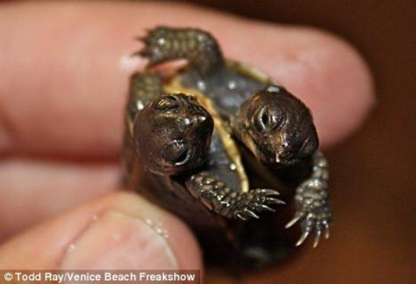 罕见双头龟争食瞬间，男子饲养趣事引网友感慨