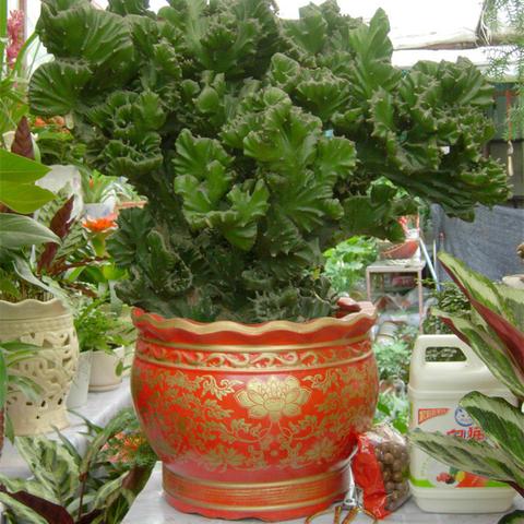 究极绿宝石5真结局解锁，三周目隐藏神兽与终极培养指南