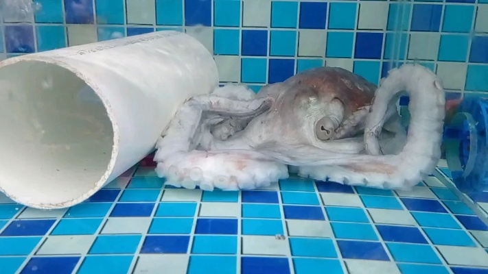 养殖户家章鱼羊出生8条腿夭折，冷冻后可制成标本留存