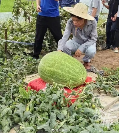 78斤西瓜破全省纪录？杭州老农揭秘巨型瓜培育7大暗门