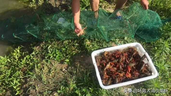 月薪两万难养龙虾，既不安全又烧钱的困境谁懂？