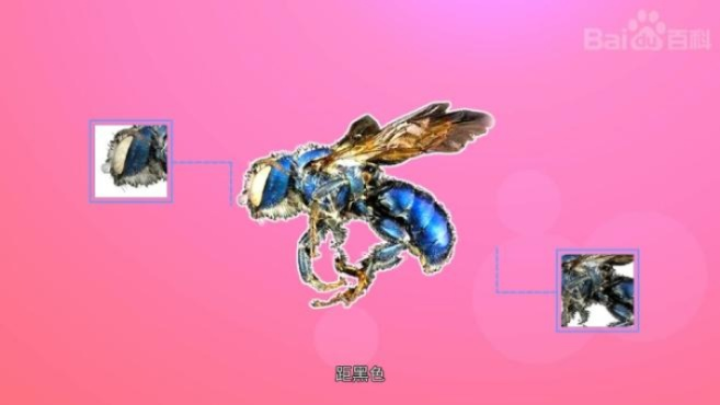 海蜜蜂类型全解析，2026年深海敌人机制革新与顶级配队方案