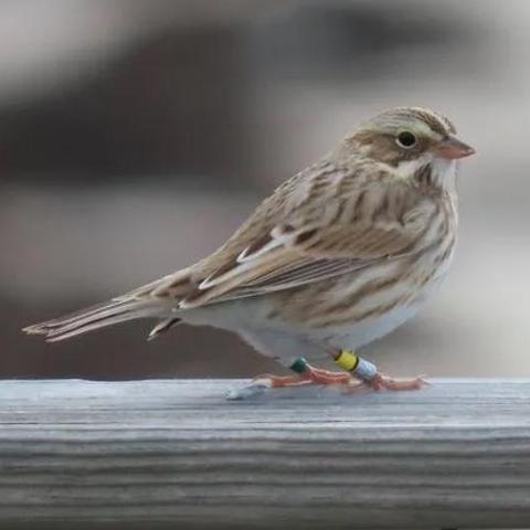 大型动物繁殖总失败？动物学家揭秘5大核心繁殖机制与实战技巧