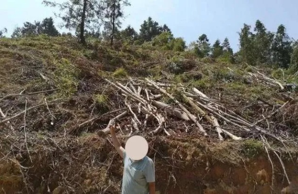 闲出问题!男子无聊锯绿化带34株树,最终落得获刑下场 闲出问题!男子无聊锯绿化带34株树,最终落得获刑下场