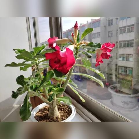 《红色沙漠》发售在即：你会冲首发吗？