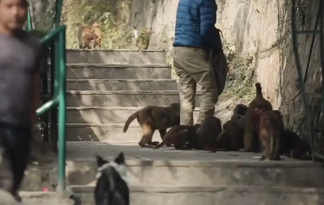 东京丛林终极生存指南，从流浪犬到顶级掠食者的隐藏机制全解析