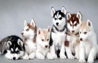 极速哈士奇是版本陷阱还是上分利器?2026春季赛高胜率出装与操作全解码 极速哈士奇是版本陷阱还是上分利器?2026春季赛高胜率出装与操作全解码