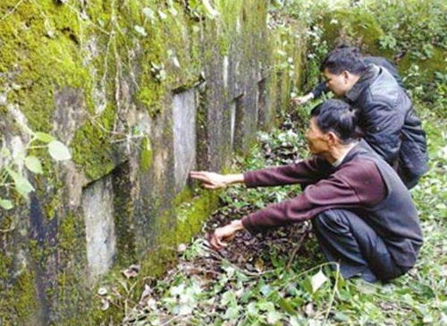 采药225卡关？3天突破300的隐藏路线与暴利草药全解析