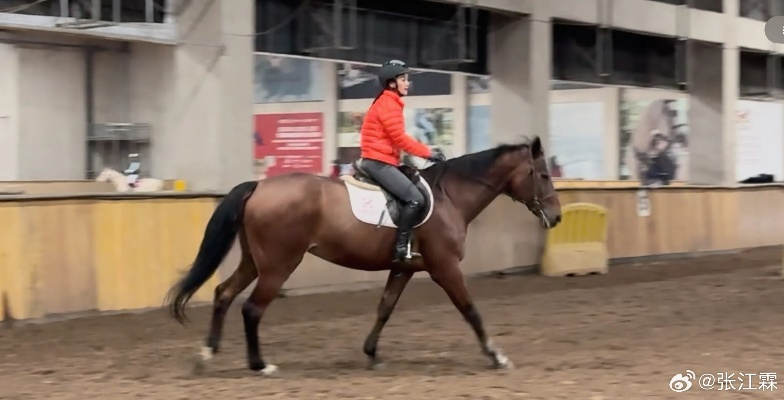 骑马类型怎么选？2026最新实战解析+装备避坑全攻略