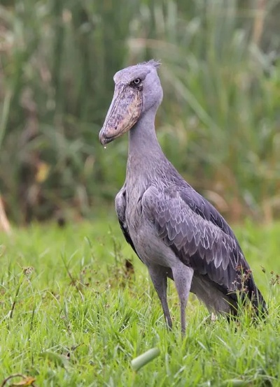 丑鸟类型被低估的5大隐藏机制！2026年3月最新实战数据揭示逆袭密码