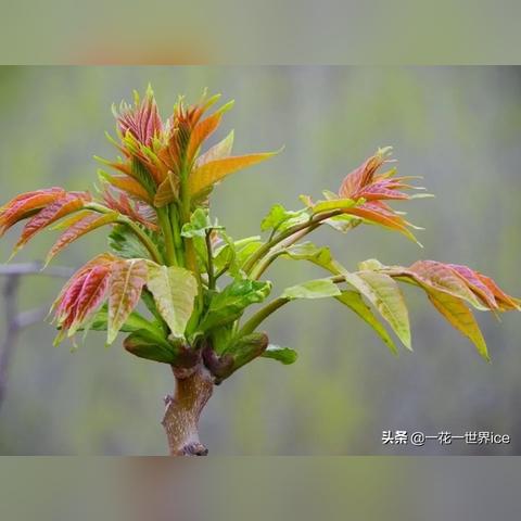 吃野菜别乱采！第一批误食漆树芽的人，脸肿到亲妈难认