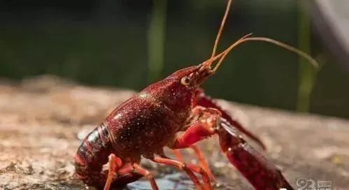 养虾竟成自讨苦吃？部分小龙虾已遭网友弃养