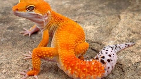 2026壁虎养殖真相，豹纹守宫vs睫角守宫，新手选错品种亏几千？