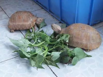 2026年最新,湖南乌龟快递东北变乌龟干?活体运输防冻实战手册 2026年最新,湖南乌龟快递东北变乌龟干?活体运输防冻实战手册