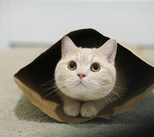 粉丝盛赞《漫威争锋》黑白猫 性感优雅不失分寸 粉丝盛赞《漫威争锋》黑白猫 性感优雅不失分寸