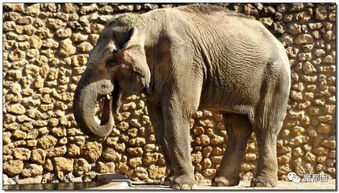 全球最孤独大象去世了吗？2026年最新生存现状深度调查