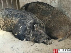 家养野猪成英雄!偷偷入户眼镜蛇竟被一口吞下,主人赞救命恩人 家养野猪成英雄!偷偷入户眼镜蛇竟被一口吞下,主人赞救命恩人