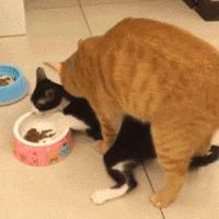 DLSS 5被玩家群嘲，梗图疯传！橘猫秒变猫娘，网红脸再被玩坏