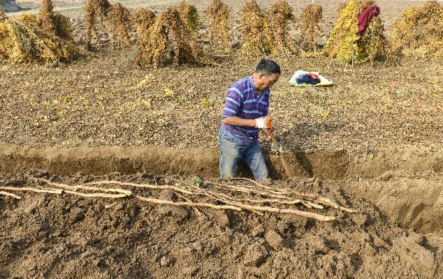 老人挖到造型逼真如人手的山药，8000元出价也不卖，究竟为何？