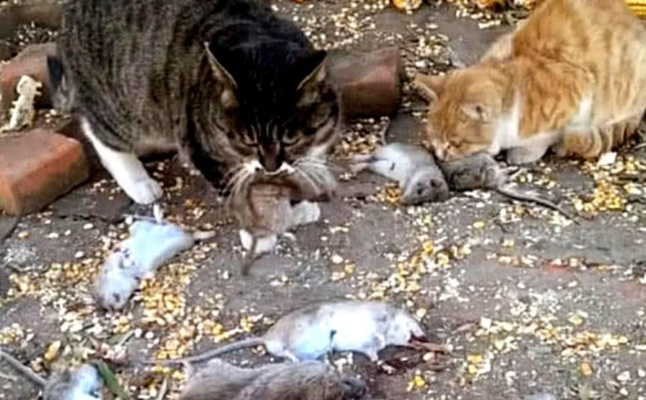 城市猫回村7天抓12只老鼠？血脉觉醒实战揭秘与驯化反转指南