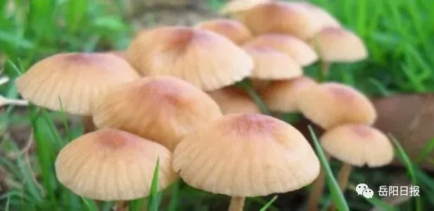 蘑菇孢子过敏真相，从孢子类型识别到室内净化，这篇讲透了