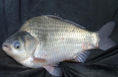 鱼塘主辣椒喂鱼两年，鱼为啥更漂亮更好吃？