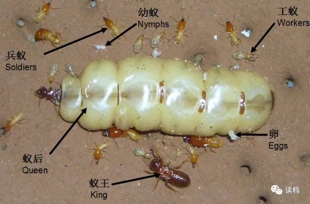 日本蚂蚁颠覆认知，为何无工蚁雄蚁却全员蚁后？