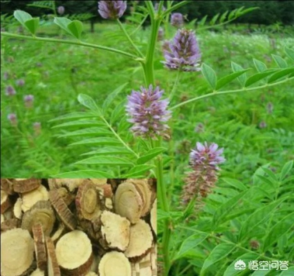 甘草种子怎么选?2026年最新乌拉尔甘草育苗实战指南与避坑全解析 甘草种子怎么选?2026年最新乌拉尔甘草育苗实战指南与避坑全解析