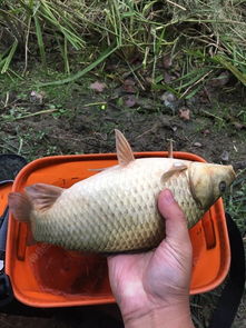 鱼塘主坚持2年辣椒喂鱼 鱼吃后体型更漂亮口感更好