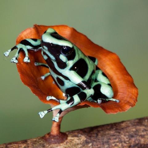 青蛙分布类型解析,为什么你总找不到? 青蛙分布类型解析,为什么你总找不到?