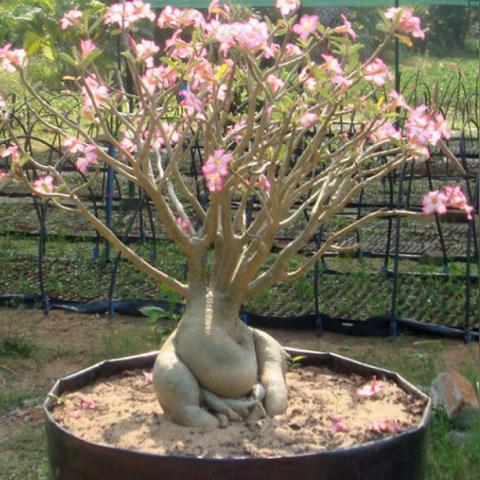 红色沙漠开放世界太大?玩家注定无法体验全部 红色沙漠开放世界太大?玩家注定无法体验全部