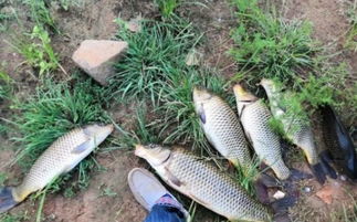 滑皮鲭鱼绝版点位实测,2026蒙德3小时钓满20条的隐藏机制全解 滑皮鲭鱼绝版点位实测,2026蒙德3小时钓满20条的隐藏机制全解