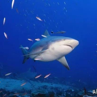 三号更新档来袭！最后的守护者中头顶激光束的鲨鱼有新变化