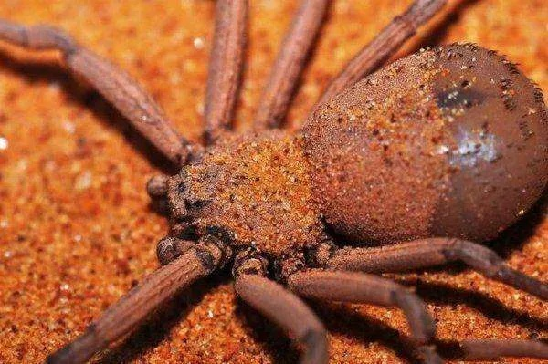 2026年剧毒蜘蛛全图鉴，从黑寡妇到六眼沙蛛的游戏实战克制方案