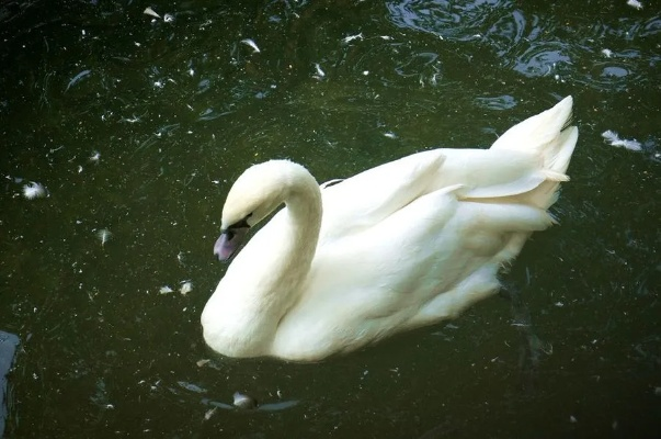 2026实测，白天鹅的眼泪隐藏机制与5个逆天用法，效率翻倍攻略