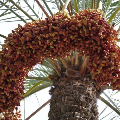 90%了！《红色沙漠》Steam每日好评率逐日攀升