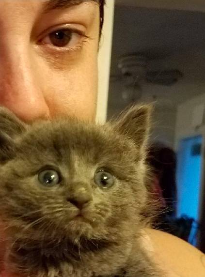 钓鱼猫类型全解析,2026年MH系列稀有随从猫捕获与配装实战指南 钓鱼猫类型全解析,2026年MH系列稀有随从猫捕获与配装实战指南