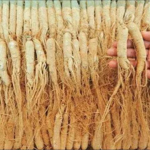 荒野行动体验服3月限量招募开启，内部资格获取全攻略