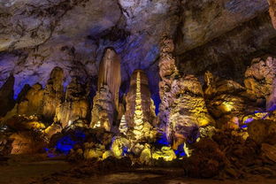 贵州溶洞发现“地下反向森林” 颠覆传统认知