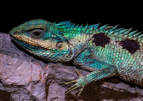 柬埔寨洞穴内发现飞蛇等新物种 单次滑翔可达百米远！