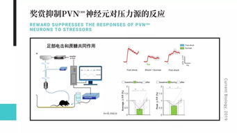 一、奖励缩水真相，动态阈值机制与感知偏差